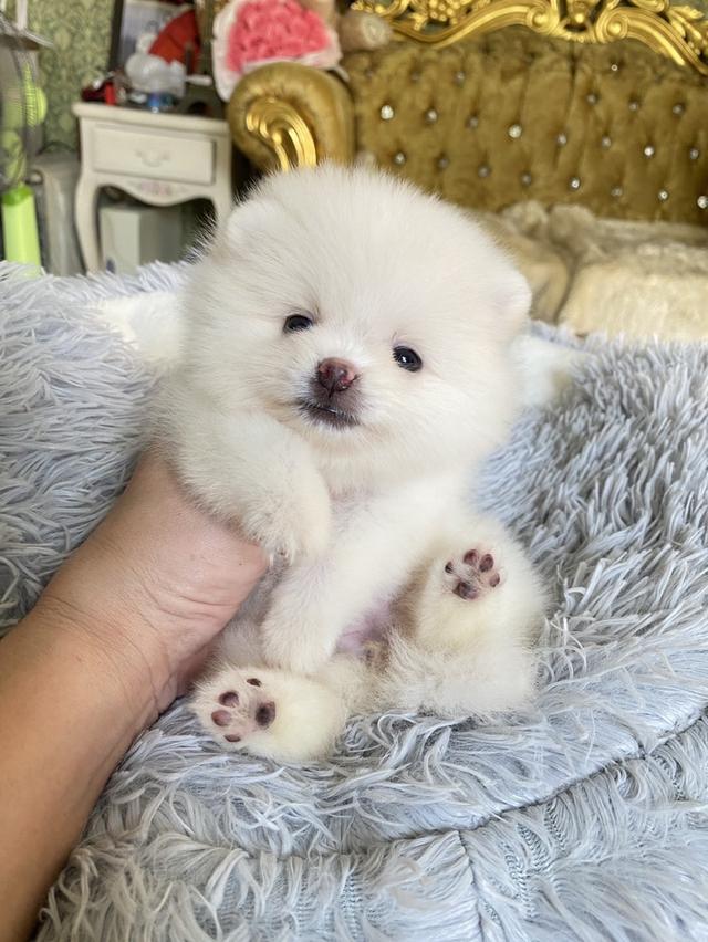 ลูกปอมแท้ น่ารัก แข็วเเรง สุขภาพดี มาดูตัวจริงได้นะคะ รูปที่ 8
