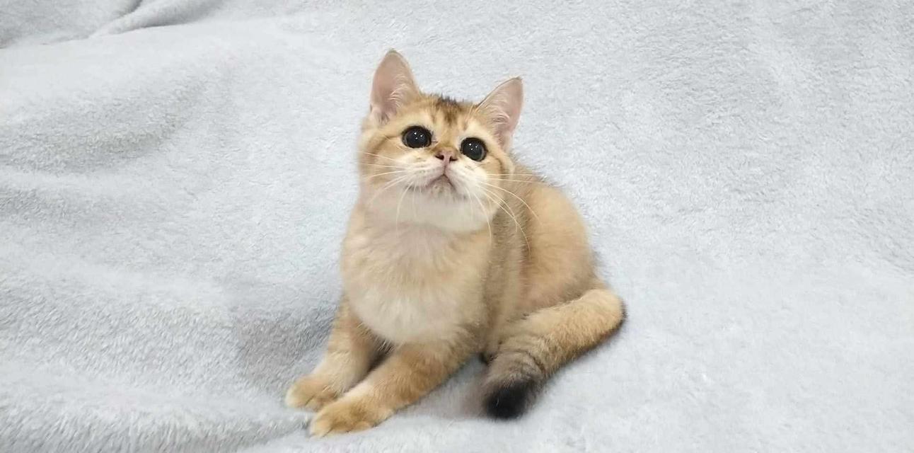 British Shorthair 8