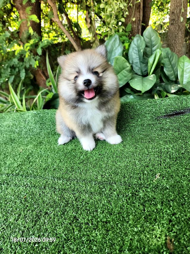 ปอมเมอเรเนียนแท้ไซส์เล็กอุดรธานี รูปย่อยที่ 2