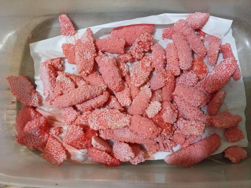 ไข่หอยเชอรี่สีทองขยายพันธุ์