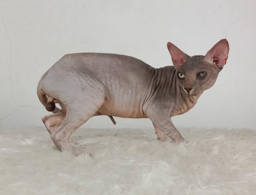 22.แมวสฟิงซ์/เพศผู้ หาบ้าน Sphynx Cat/Male looking for a new home 6