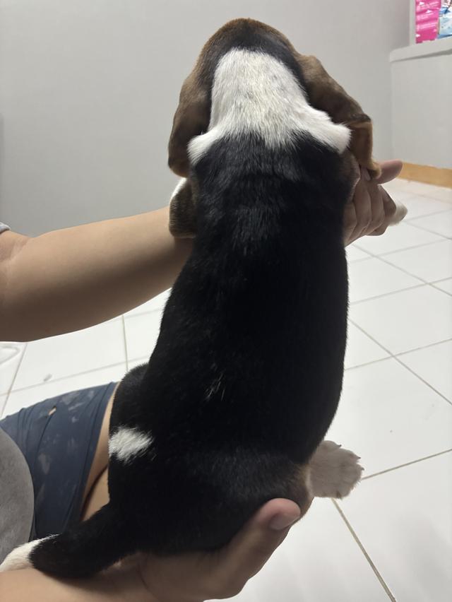 บีเกิล แท้ มีใบเพ็ดดีกีค่ะ