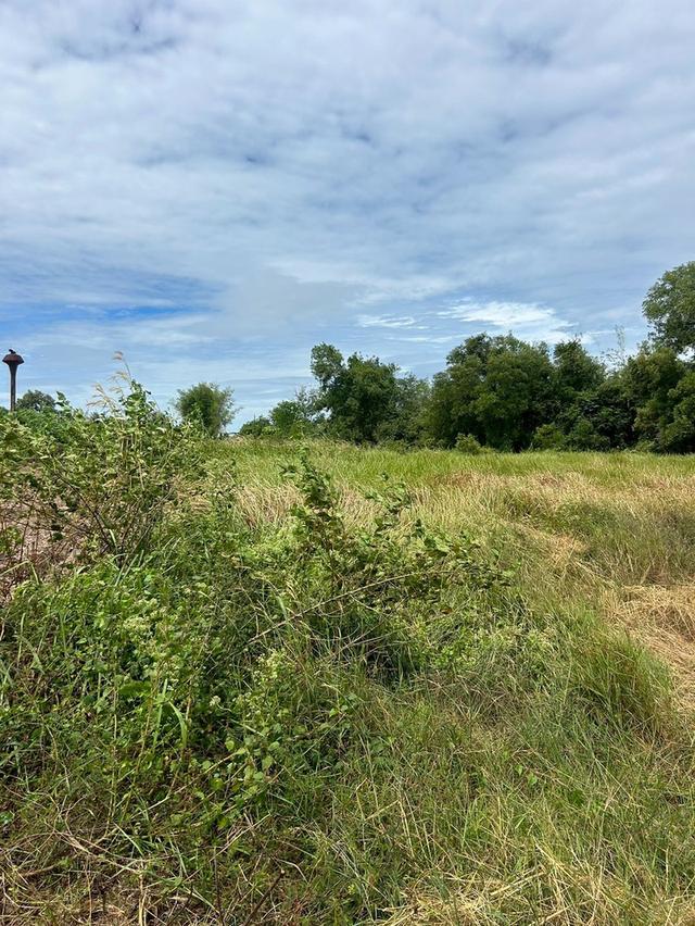 ที่ดินเปล่า 21 ไร่ 31 ตรว. ต.โพธิ์ทอง อ.ประจันตคาม จ.ปราจีนบุรี 7