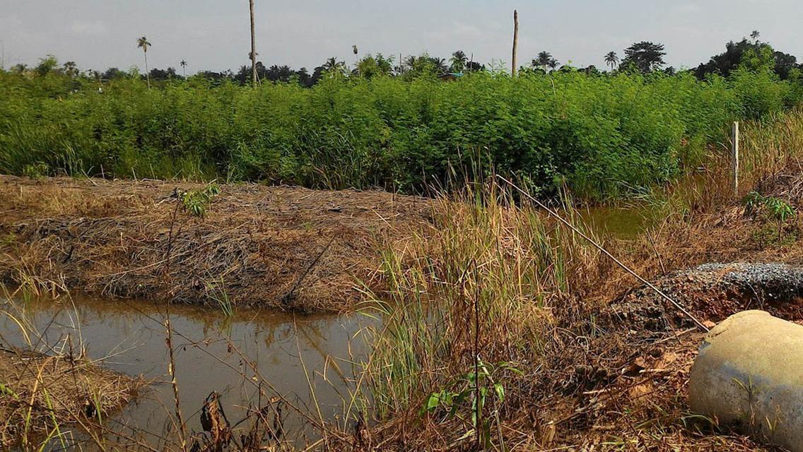 ที่ดิน ใกล้ วัดเจดีย์หอย 2