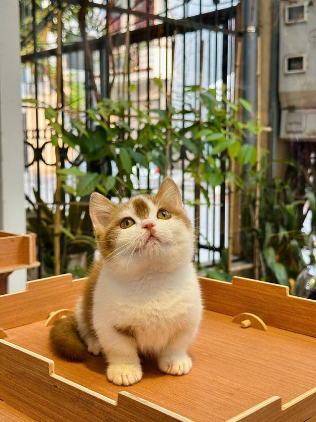 แมวมันช์กิ้น เด็กชาย