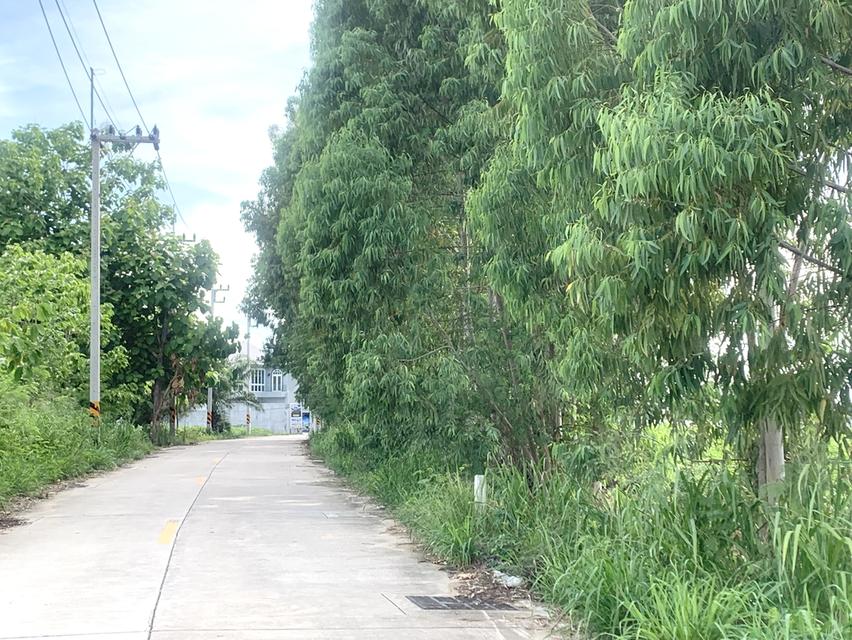 ขายที่ดินใกล้ถนนข้าวหลาม 16 ไร่ ติดทาง 2ด้าน ตรงข้ามโรงเรียนสารสาสน์วิเทศบูรพา ที่ดินเข้า-ออกได้หลายทาง 2