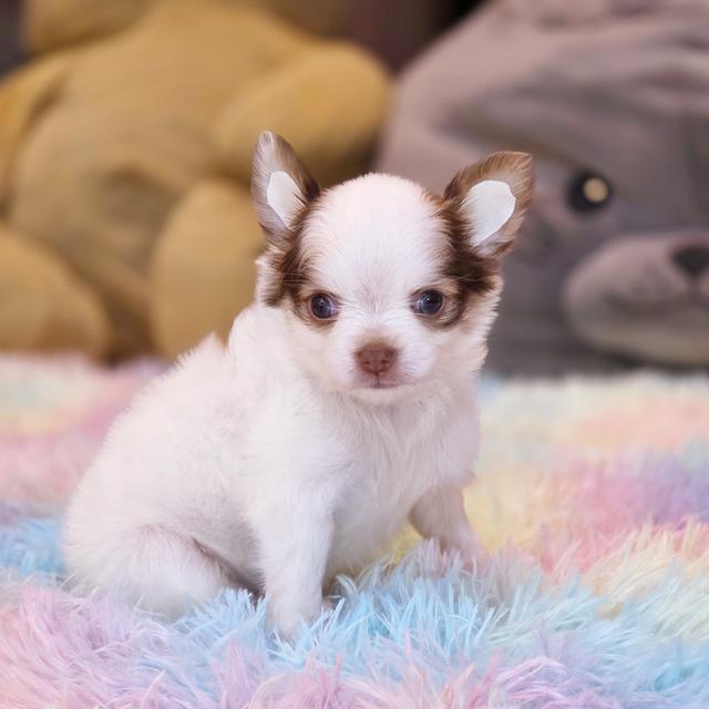 น้องพอใจชิวาวาแท้ขนยาวพร้อมแสบแล้วจ้า 3