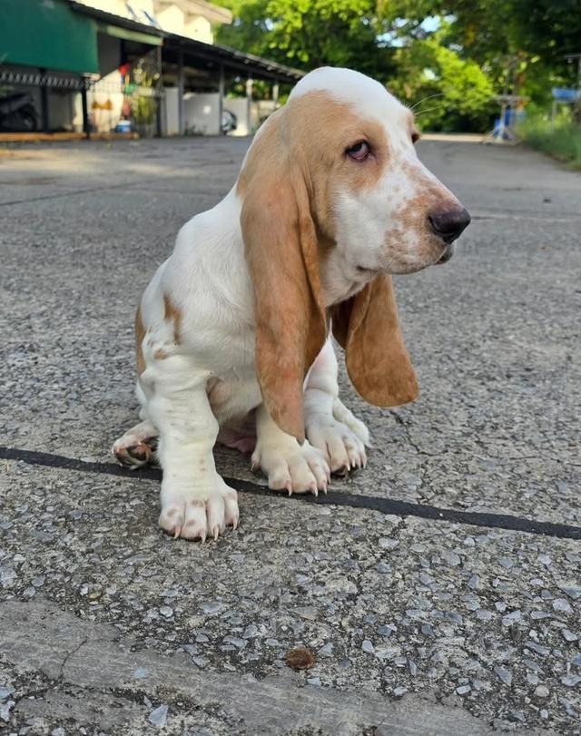 สัตว์เลี้ยงบาสเซ็ตฮาวด์ 6