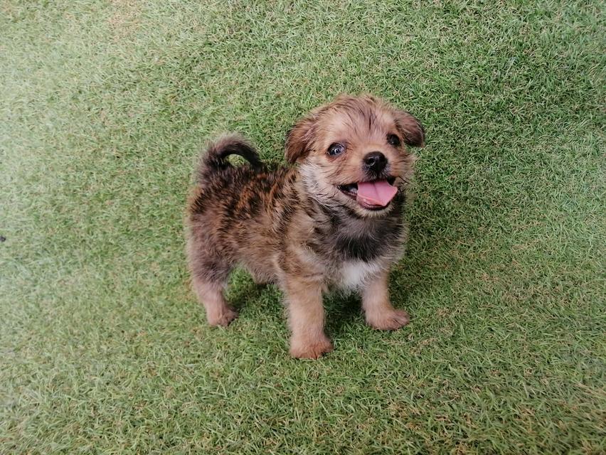 จัดโปร 3900 ลดเหลือ 3000 ชิสุห์ชิวาว่า ญ. พร้อมย้าย