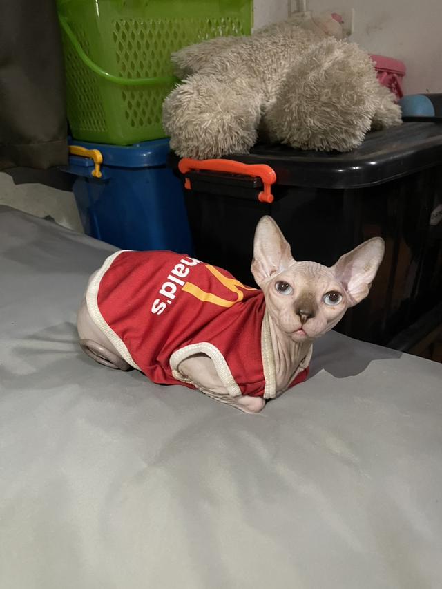 แมวสฟิงซ์เพศเมีย 5เดือน ฉีดวัคซีนแล้ว มาดูได้ที่ลาดกระบัง 9