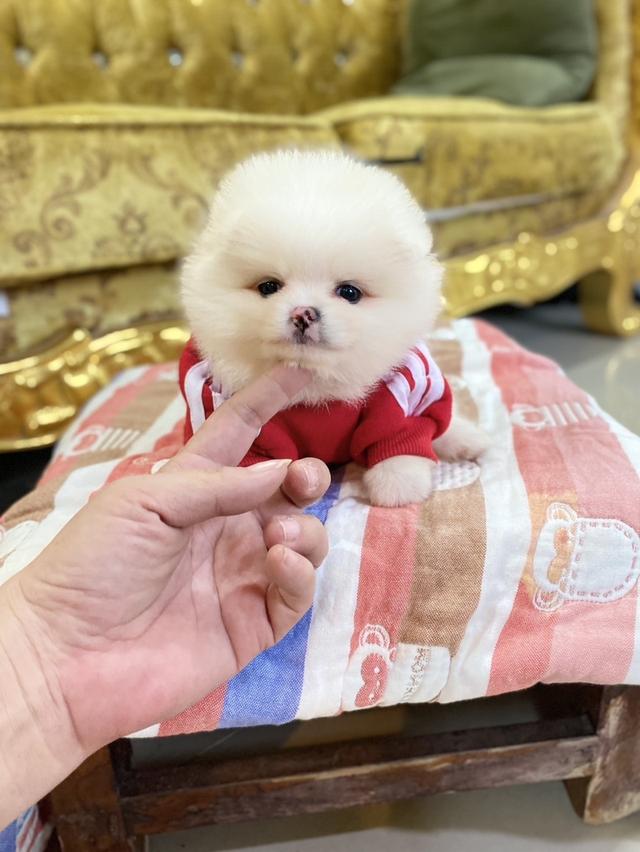 ลูกปอมแท้ ทีคัพ จัดส่งฟรี