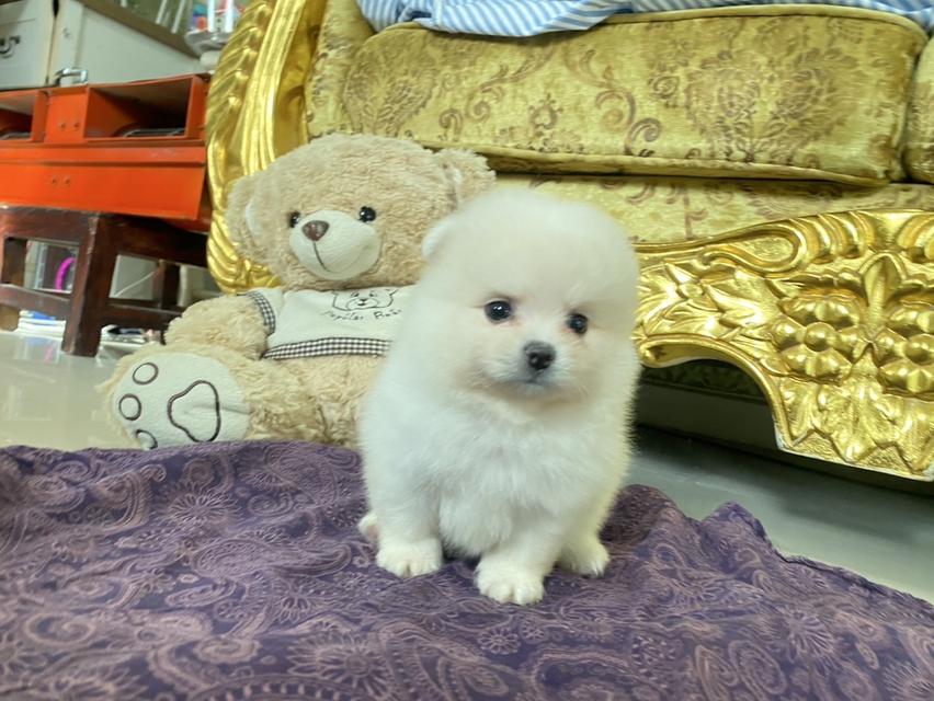 ลูกปอมแท้ พร้อมส่ง มาดูตัวจริงได้  3