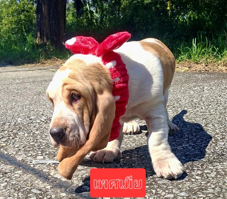 บาสเซ็ตฮาว์ดใบเพ็ดสมาคมพัฒนาพันธุ์สุนัข 3