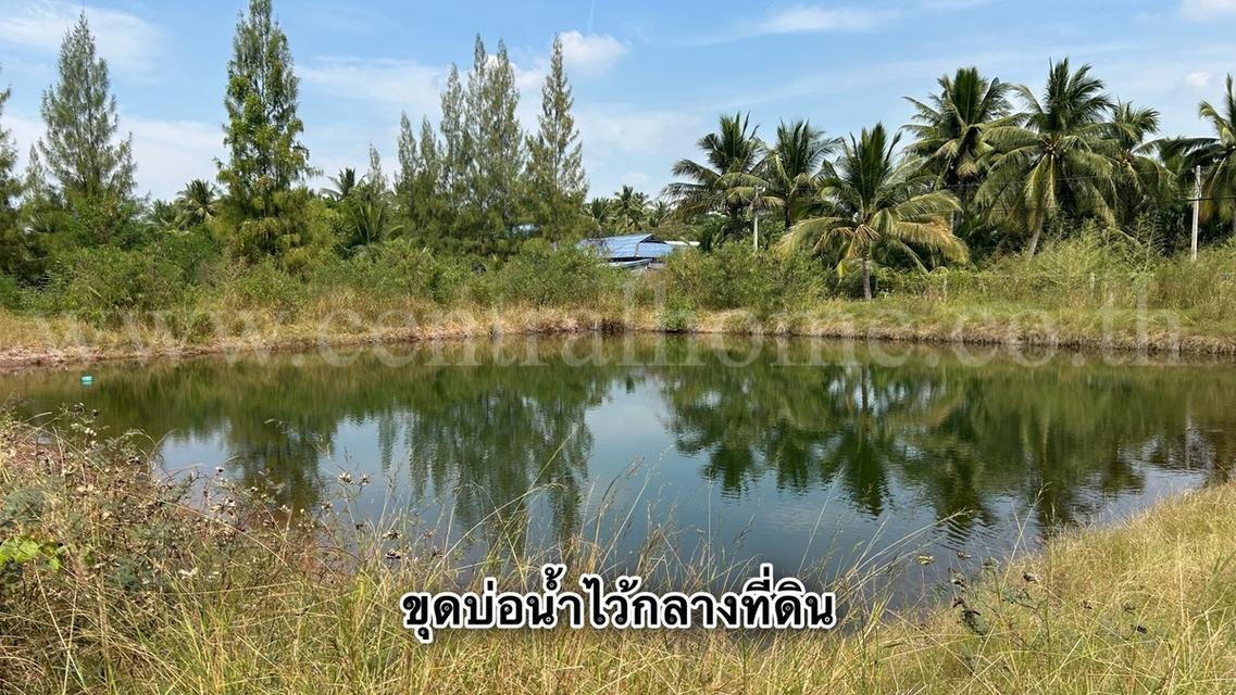 ที่ดิน 10-2-19 ไร่ แหลมใหญ่ อ.เมือง สมุทรสงคราม ใกล้ถนนพระราม 2 10