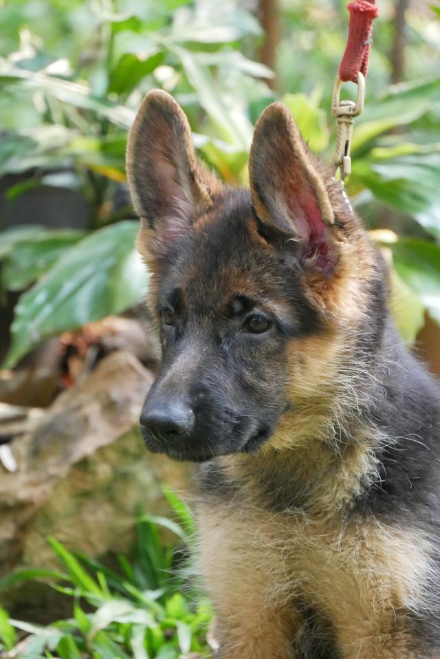 สุนัขเยอรมันเชพเพอด ลูกสุนัข รูปที่ 11