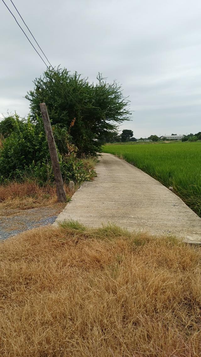 ที่ดินสวยเหมาะกับการทำบ้านสวนและการเกษตร 3