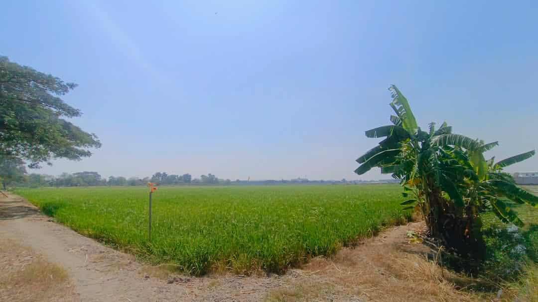 ขายที่ดินเขตปทุมฯ(Land for sale) 3