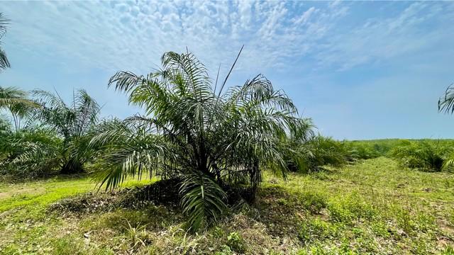 ที่ดิน สวนปาล์ม ปลวกแดง ระยอง ราคาถูก ให้ผลผลิตทันที 20 ไร่ 5