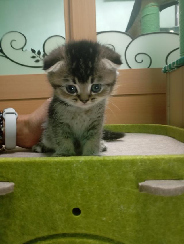 ลูกแมว สกอตติช โฟลด์🎂09/09