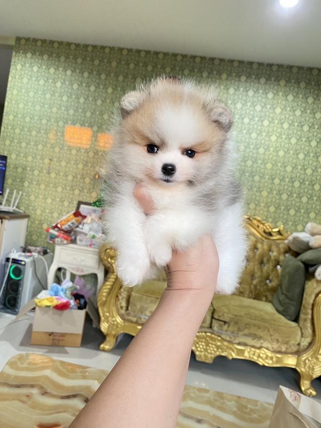 ลูกปอมแท้ มีบริการจัดส่งถึงบ้าน