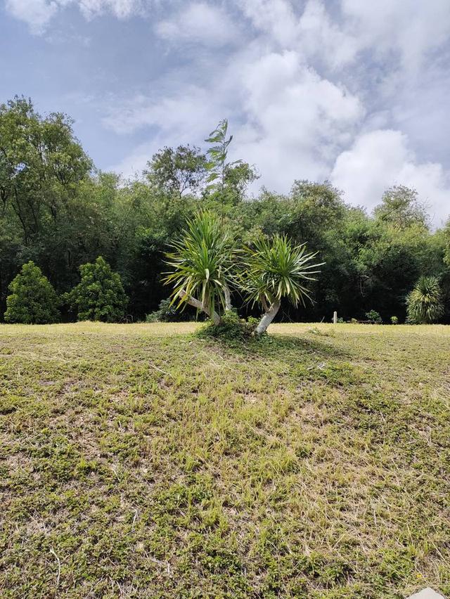 ขายที่ดินพร้อมโฉนด 1-1-32 ตร.ว. อ.ปากช่อง จ.นครราชสีมา ทำเลดี บรรยากาศร่มรื่น ด้านหลังติดภูเขา 3