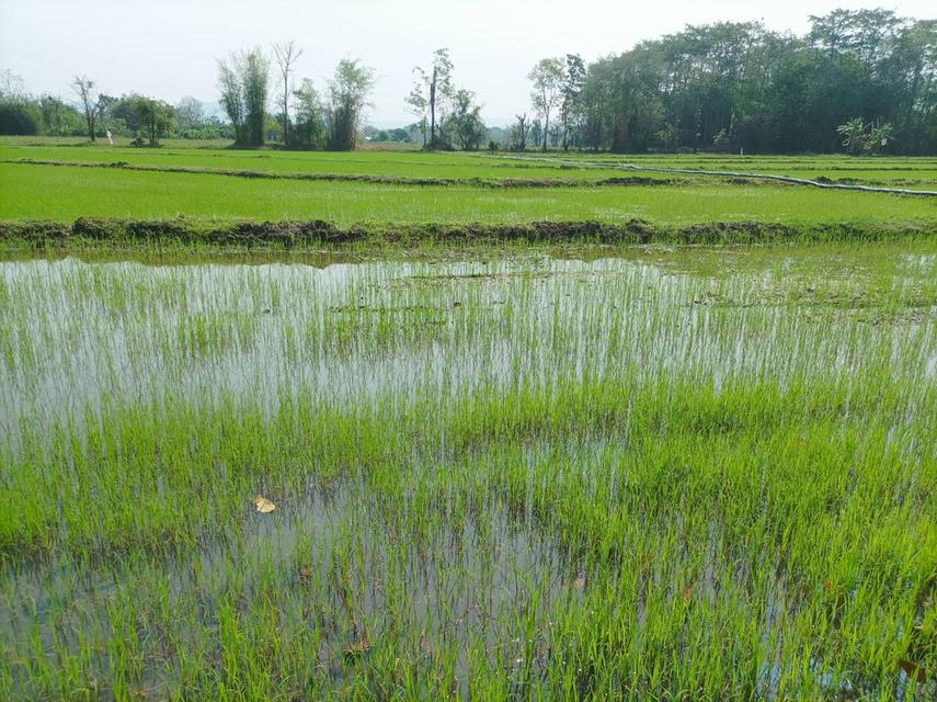 ขายที่ดิน 16ไร่1งาน ต.สง่าบ้าน อ.ดอยสะเก็ด จ.เชียงใหม่ 5