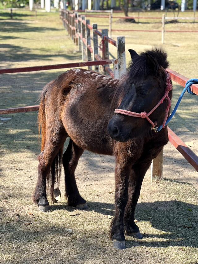 ม้าแคระ Shetland Pony รูปย่อยที่ 4