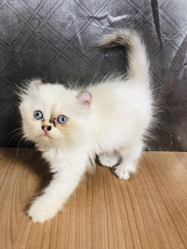 คนขายเลี้ยงเองครับ น้องแมวพันธุ์ อเมริกันเคิร์ลผสมหิมาลายัน เพศหญิง หูบิน ( ตาสีฟ้า )