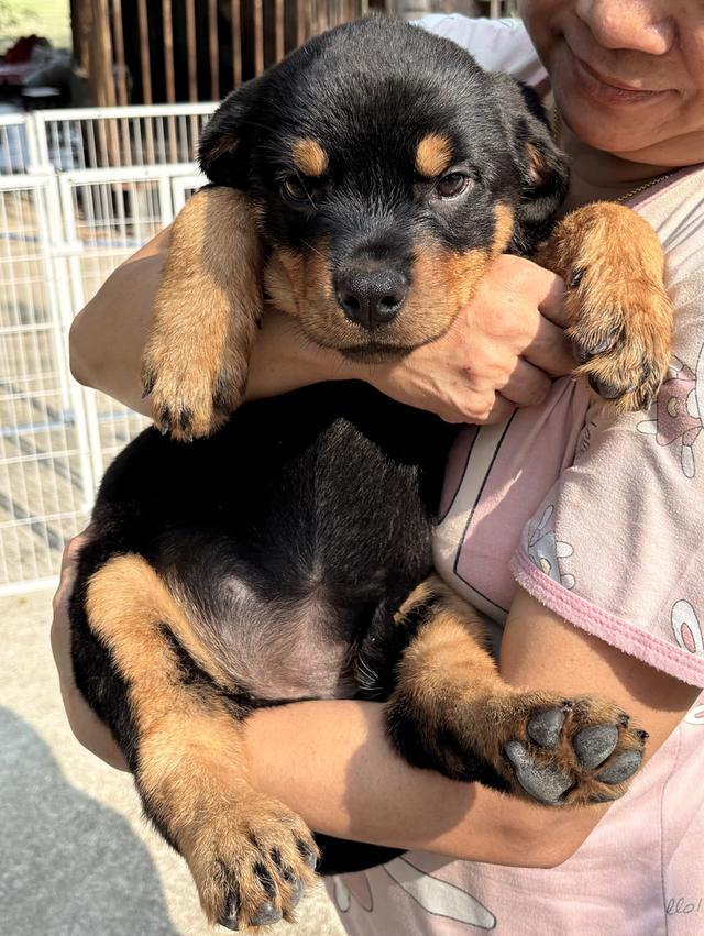 ลูกสุนัข ร็อตไวเลอร์ อายุ 4 เดือน