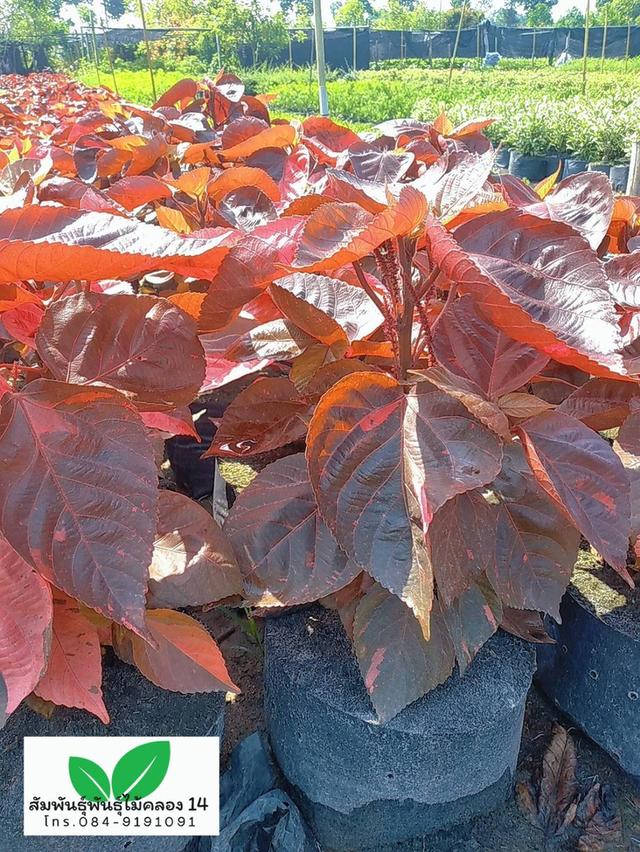 หูปลาช่อน ต้นหูปลาช่อน