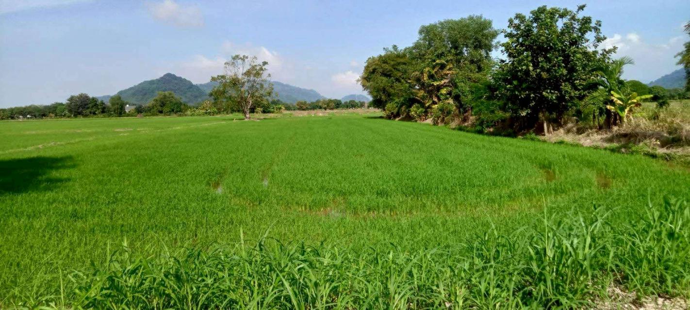 ขายที่ดินสาริกา 14 ไร่ ซอยวัดเขาแดง ใกล้ถนนเส้นทล3049-1.5กม. เมืองนครนายก 2