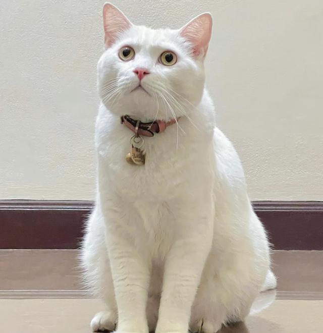 ขายแมวขาวมณีตัวอ้วน ขี้อ้อน 1