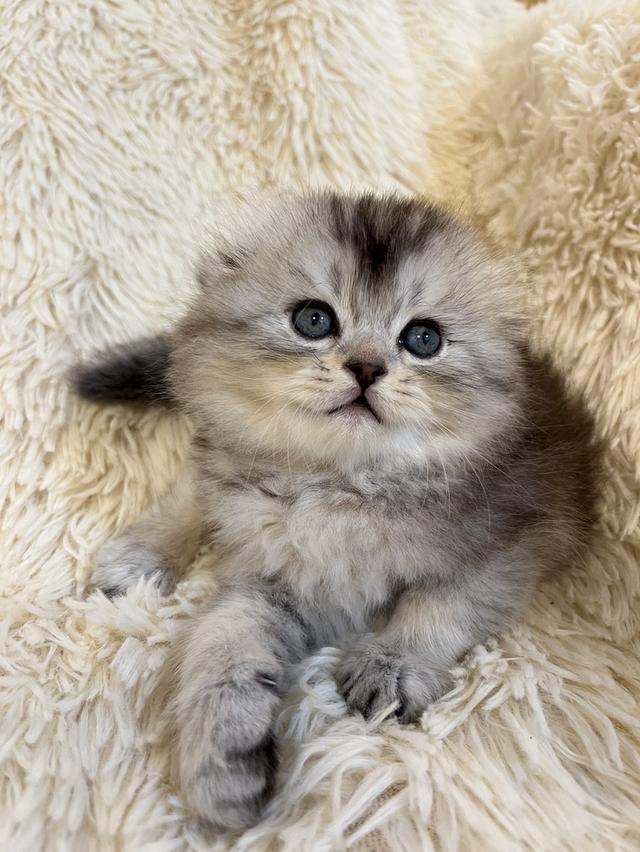 แมว สก๊อตติชขนยาว   🔥🔥🏠🔥 รูปที่ 6