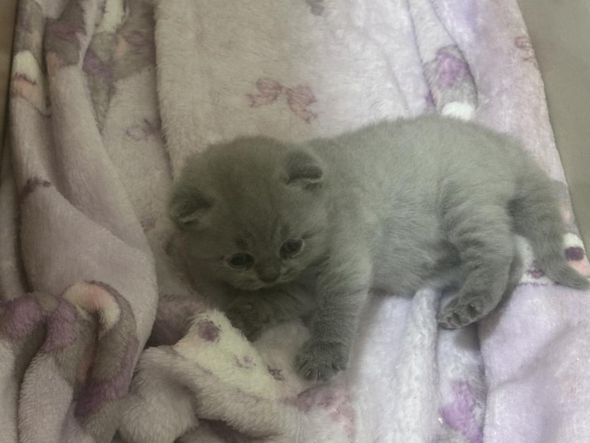 เปิดจอง ลูกแมว บริติช ชอร์ตแฮร์ (British Shorthair) รูปที่ 3