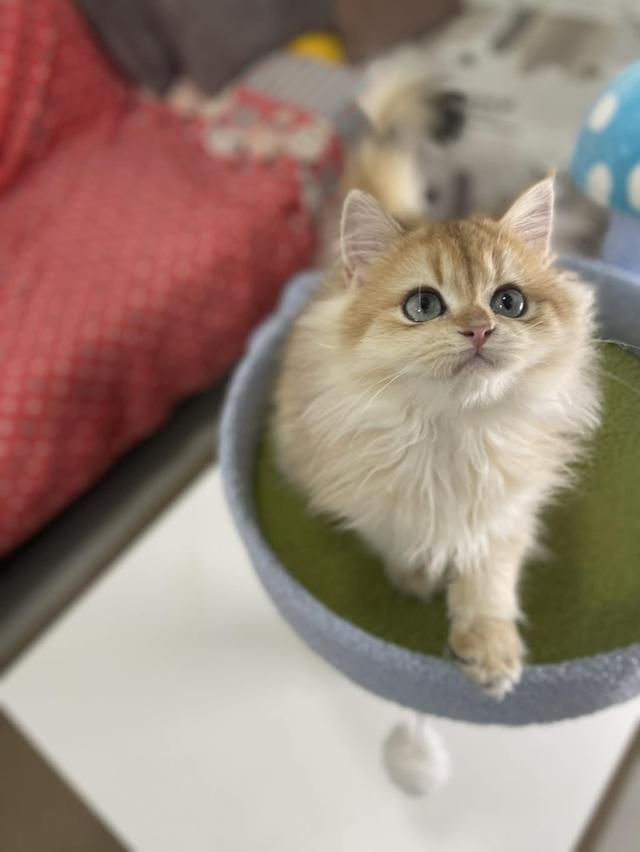 British Longhair WCF