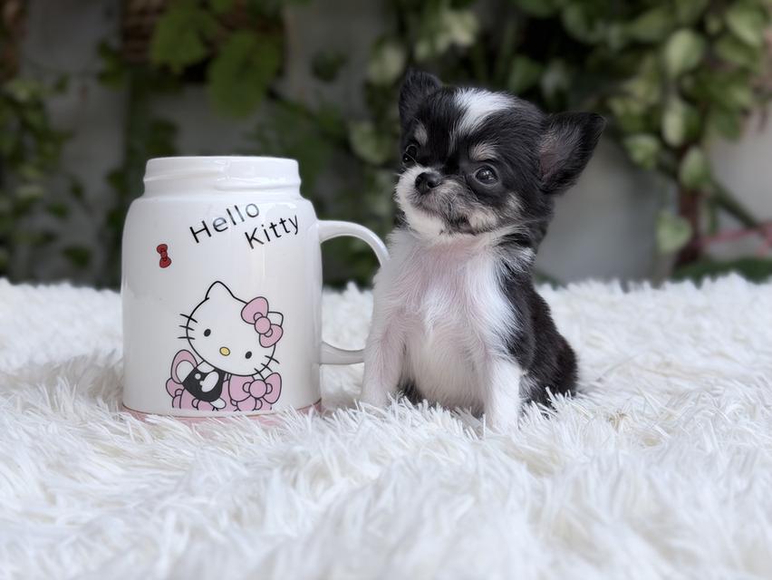 ชิวาวาแท้ เพศเมีย ตัวจิ๋ว พร้อมย้ายบ้าน รูปย่อยที่ 3