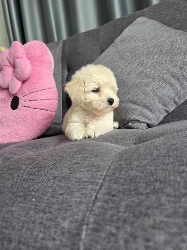 น้องหมาสายพันธุ์พุดเดิ้ลทอย