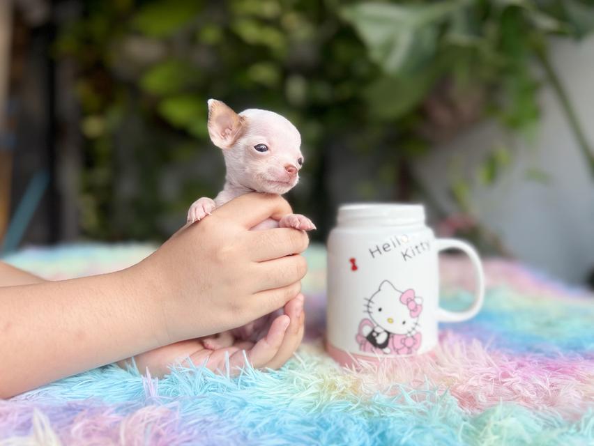 ชิวาวาแท้ ขนสั้นทีคัพ เพศผู้