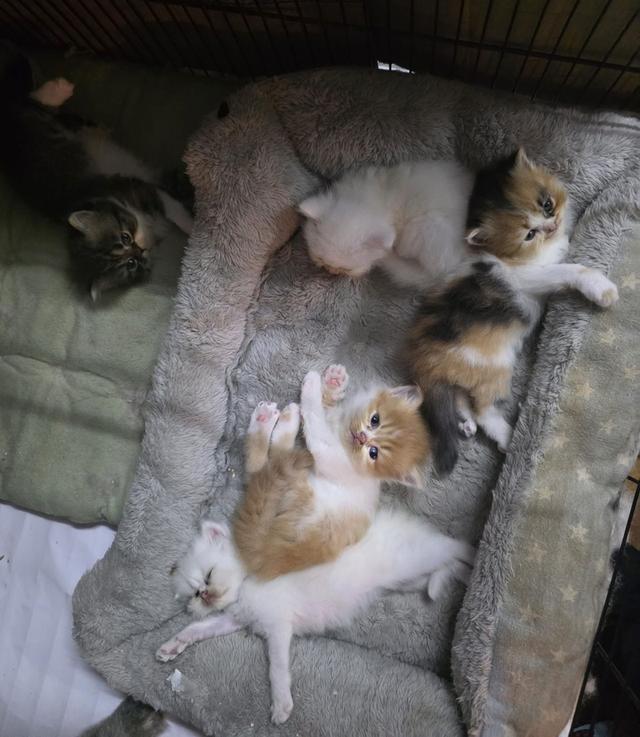 🌈เปิดจองน้องๆ ❤️ ขาวตาฟ้า ดำตาฟ้า ส้มกาฟิว สามสีตาฟ้า