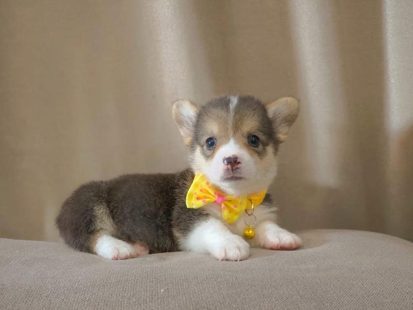 สุนัข Corgi เพศหญิง 4