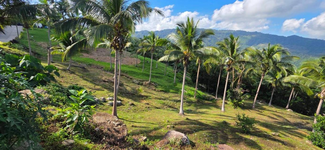 ที่ดินซีวิวบนเกาะสมุยอากาศดี 4