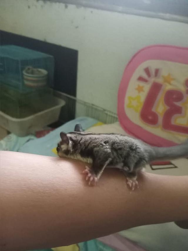 Sugar Glider อายุ 5 เดือน 4