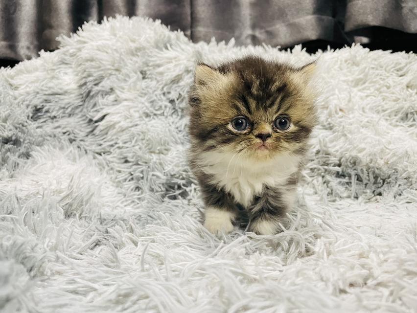 น้องแมวเปอร์เซีย 9