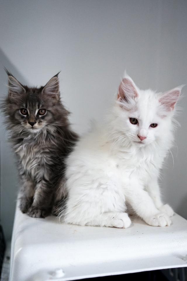 Maincoon แท้ ตัวผู้ และ ตัวเมีย 2