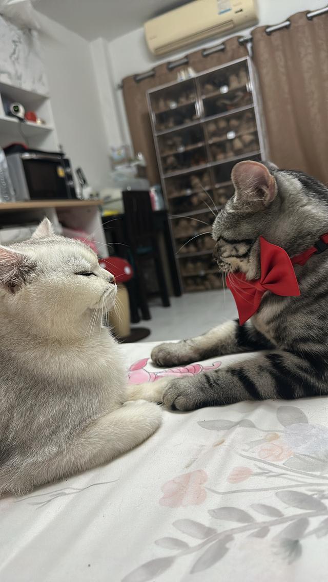 น้องแมวอเมริกัน ช็อตแฮร์ และบริติช ช็อตแฮร์ แท้ 💯 รูปที่ 17