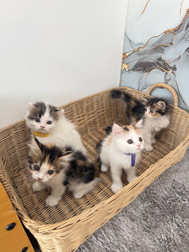 ลูกแมวพันธุ์สก๊อตติชแท้ รูปย่อยที่ 2