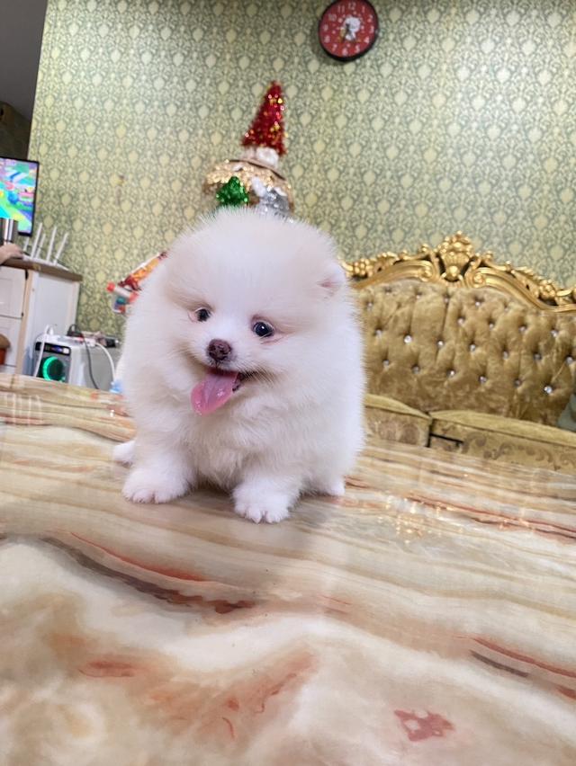 สนใจมาดูตัวจริงได้ค่ะ ลูกปอมแท้ จัดส่งฟรี 3