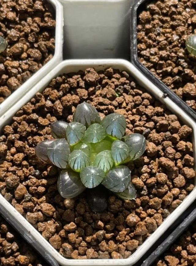 กุหลาบหิน Haworthia หยดน้ำ 3