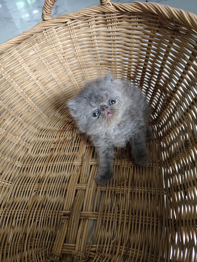 แมวเอ็กโซติกขนยาวแท้ 18