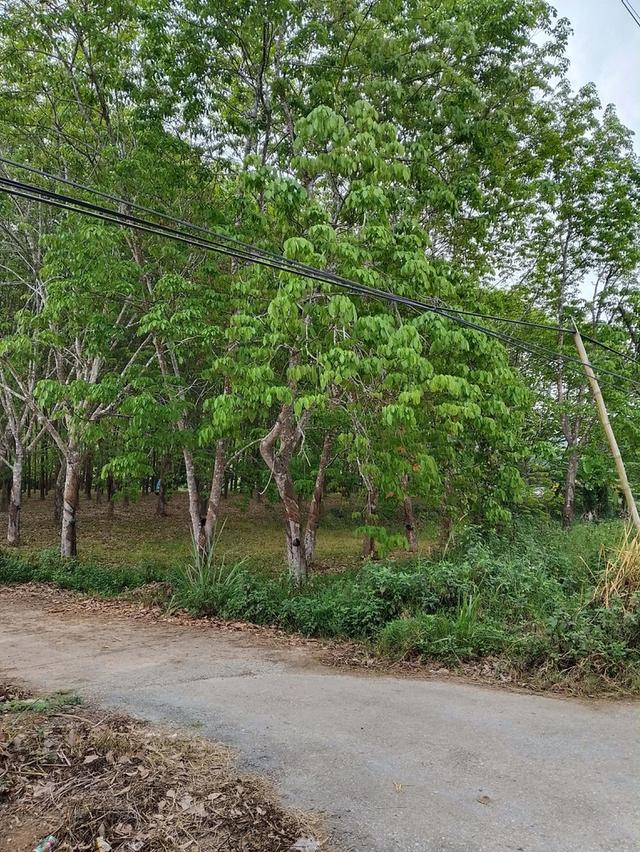 ที่ดิน สวนยาง 3 ไร่ 1งาน 60ตรว 11